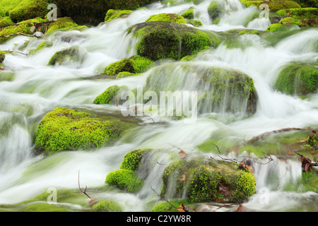 Cascade de la rivière de montagne Banque D'Images
