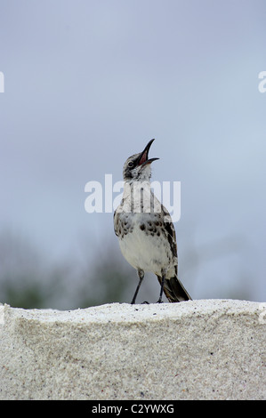 Galapgos Mockingbird chant sur la plage Banque D'Images