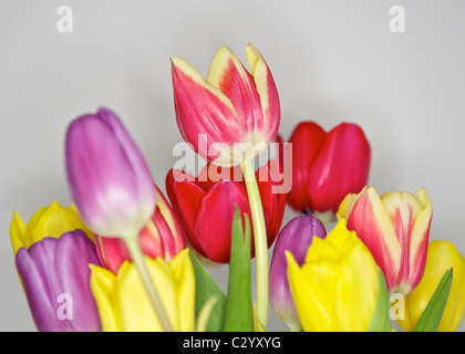Un bouquet de tulipes colorées. Banque D'Images