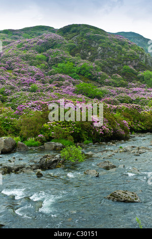 Les buissons de rhododendrons sur flanc de montagne à Hebog Moel, Gwynedd, Pays de Galles de Beddgelert Banque D'Images