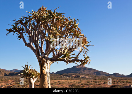 Le kokerboom ou Quiver Tree (Aloe dichotoma) dans le nord-est aride du Karoo, en Afrique du Sud Banque D'Images