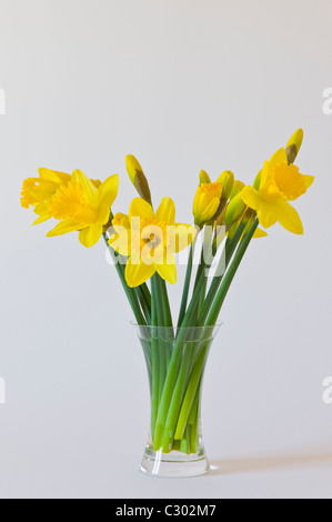 Les jonquilles, la lueur jaune du printemps dans un vase de verre Banque D'Images