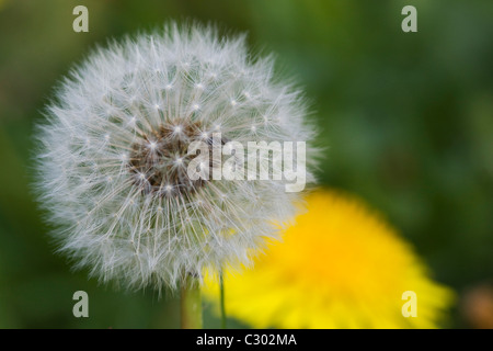 Graines de pissenlit Taraxacum un champ de SD Banque D'Images