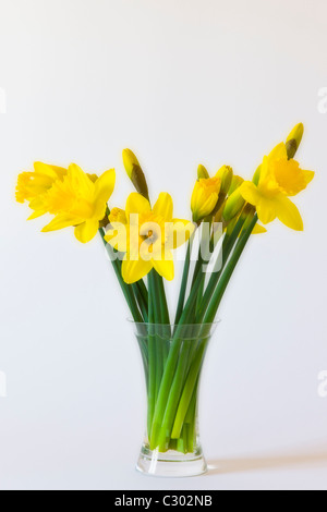 Les jonquilles, la lueur jaune du printemps dans un vase de verre Banque D'Images