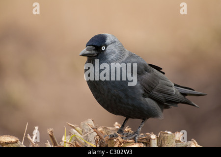 Choucas (Corvus monedula) Banque D'Images