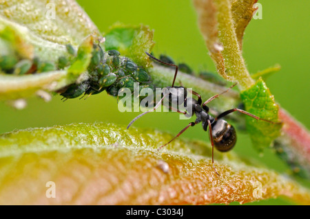 Fourmi noire macro et pucerons verts on leaf Banque D'Images