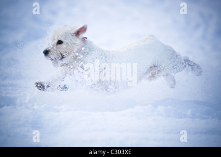 West Highland White Terrier en marche dans la neige. Banque D'Images