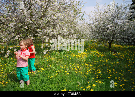 Enfants jouant parmi des arbres fruitiers en fleurs, la Hesbaye Belgique Banque D'Images