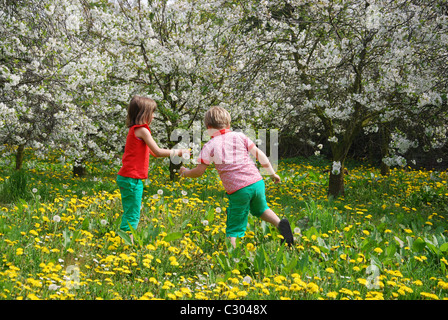 Enfants jouant parmi des arbres fruitiers en fleurs, la Hesbaye Belgique Banque D'Images