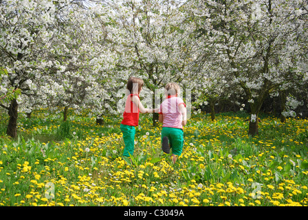 Enfants jouant parmi des arbres fruitiers en fleurs, la Hesbaye Belgique Banque D'Images