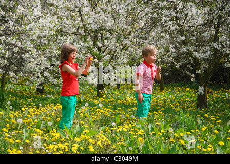 Enfants jouant parmi des arbres fruitiers en fleurs, la Hesbaye Belgique Banque D'Images