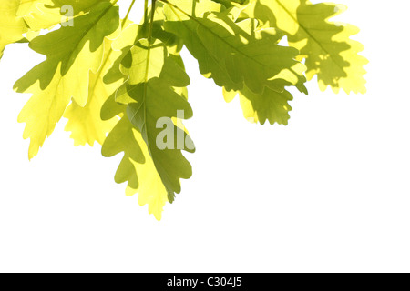 Vert feuilles de chêne sessile (Quercus petraea) au début du printemps. Emplacement : petites Karpates, la Slovaquie. Banque D'Images