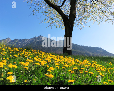 Les trois Sœurs gamme montagne encadrée par une mer de fleurs jaunes, le Liechtenstein FL Banque D'Images