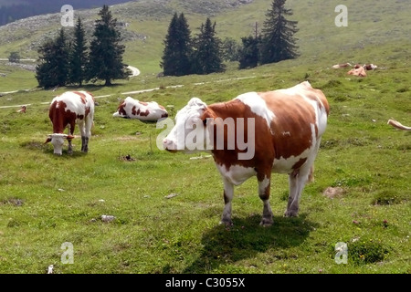 Les vaches sur l'Alpage Banque D'Images