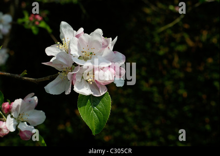 Laxton's fortune apple blossom Banque D'Images