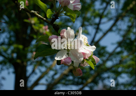 Laxton's fortune apple blossom Banque D'Images