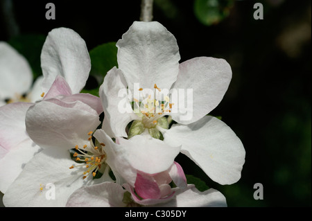 Laxton's fortune apple blossom Banque D'Images