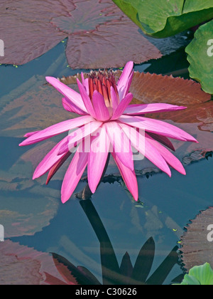 Nymphaea odorata, Lotus Rose, Water Lilly fleurs dans un étang d'eau, Sarasbaug, Pune, Maharashtra, Inde Banque D'Images