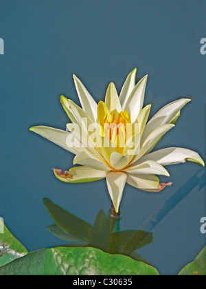 Nymphaea odorata, White Lotus, Water Lilly fleurs dans un étang d'eau, Sarasbaug, Pune, Maharashtra, Inde Banque D'Images