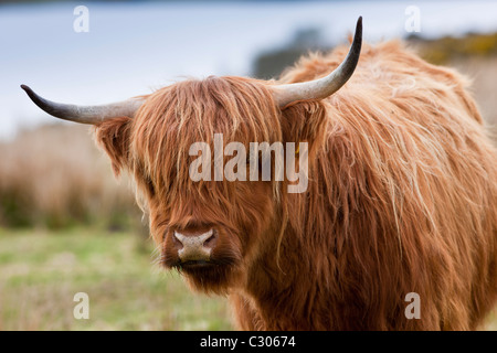 Shaggy marron vache Highland couché avec cornes courbes sur Bodmin Moor, Cornwall Banque D'Images