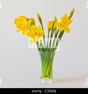 Les jonquilles, la lueur jaune du printemps dans un vase de verre Banque D'Images