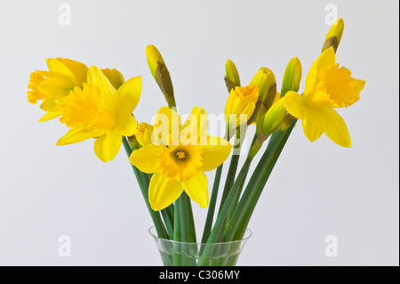 La lueur jaune du printemps dans un vase de verre Banque D'Images