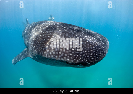 Freediver et requin-baleine, Afrique du Sud Banque D'Images