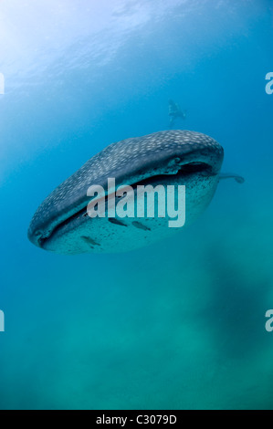 Freediver et requin-baleine, Afrique du Sud Banque D'Images