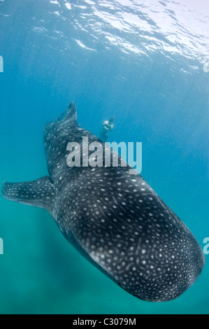 Freediver et requin-baleine, Afrique du Sud Banque D'Images