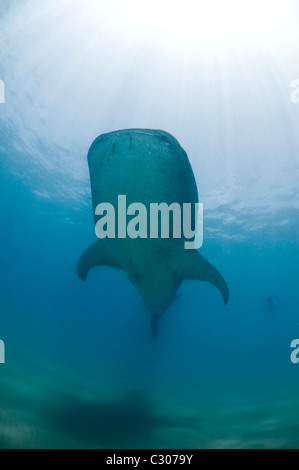 Freediver et requin-baleine, Afrique du Sud Banque D'Images