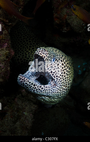 Morey, nid d'anguille de Sodwana Bay, Afrique du Sud, de l'Océan Indien Banque D'Images