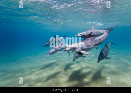 Nez de bouteille, les dauphins de la baie de Sodwana, Afrique du Sud, de l'Océan Indien Banque D'Images