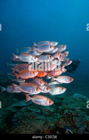 L'École de big-eyes ou verre-oeil Heteropriacanthus cruentatus, vivaneau et scuba diver Banque D'Images