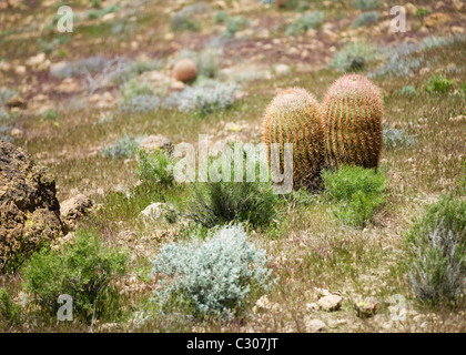Domaine de Barrel Cactus, California, USA Banque D'Images
