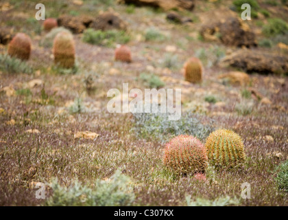 Domaine de Barrel Cactus, California, USA Banque D'Images