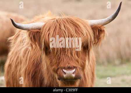 Shaggy marron vache Highland couché avec cornes courbes sur Bodmin Moor, Cornwall Banque D'Images