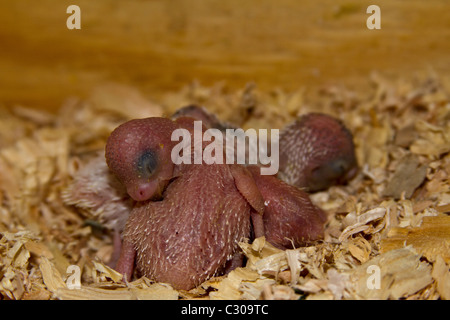 Oiseaux de bébé dans un nichoir. Les perruches anglaise. Banque D'Images