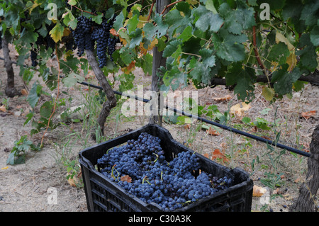 La récolte des raisins, embaucher des travailleurs, travail acharné, buissons de raisin Banque D'Images