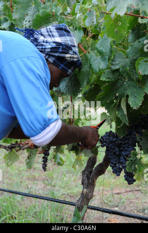 La récolte des raisins, embaucher des travailleurs, travail acharné, buissons de raisin Banque D'Images