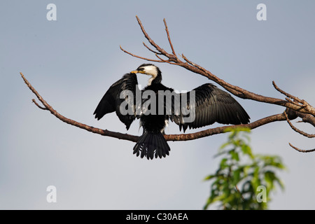 Petit-héron cendré, Ardea, seul oiseau sur branche, Bali, Indonésie, Mars 2011 Banque D'Images