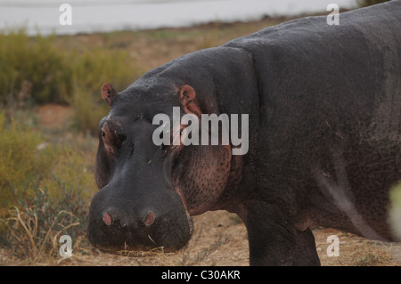 Hippo sur terre, pâturage hippo Banque D'Images