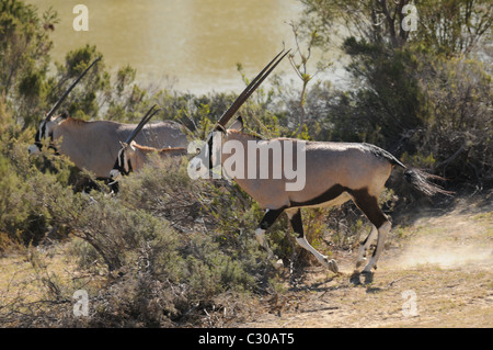 L'Oryx, Oryx, grande antilope africaine Banque D'Images