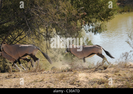 L'Oryx, Oryx, grande antilope africaine Banque D'Images