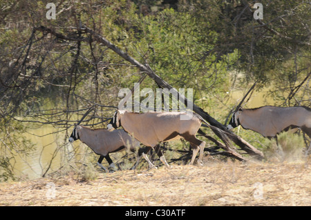 L'Oryx, Oryx, grande antilope africaine Banque D'Images