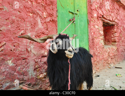 Attirés par la chèvre un mur coloré dans Immouzzer, Maroc Banque D'Images