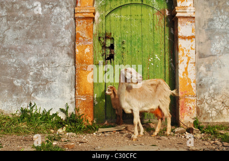 Les chèvres de la porte verte à Immouzzer, Maroc Banque D'Images