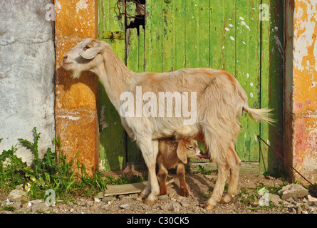 Chevreau dans le lait de mère allaitant Immouzzer, Maroc Banque D'Images