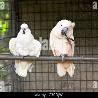 Le cacatoès de saumon, Cacatua moluccensis cacatoès des Moluques, Banque D'Images