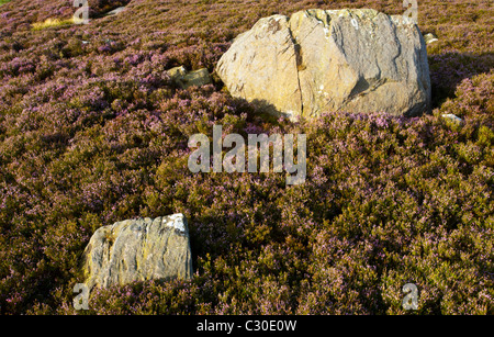 En Angleterre, Northumberland, Akureyri. La floraison sur les landes de bruyère connue sous le nom de terrasses Rothbury Banque D'Images