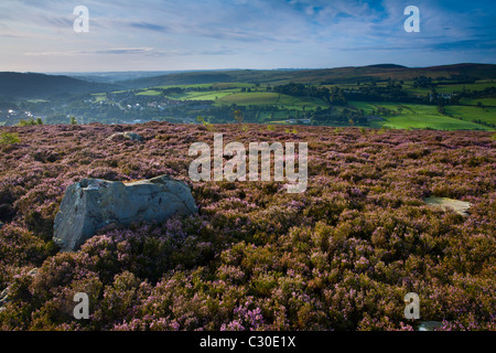 En Angleterre, Northumberland, Akureyri. La floraison sur les landes de bruyère connue sous le nom de terrasses Rothbury Banque D'Images